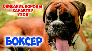 Чем отличаются собаки боксеры, каково основное описание немецкой породы? Bokser Opisanie Porody Harakter Uhod Youtube