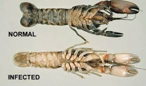 Ditandai dengan adanya bintik hitam atau. Cara Mengatasi Penyakit Pada Lobster Air Tawar Dengan Metode Gdm