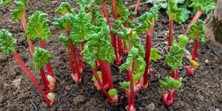 Dividing the crowns of mature plants every few years resets the maturity clock so to speak and reduces flowering. Identify 6 Weeds That Look Like Rhubarb Lawn Desire