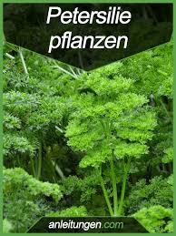 Petersilie Pflanzen Dieser Artikel Erklart Schritt Fur Schritt Alles Was Man Von Der Aussaat Bis Zur E Petersilie Pflanzen Gemuse Anpflanzen Garten Pflanzen