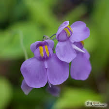 Image result for Utricularia sp.no.1