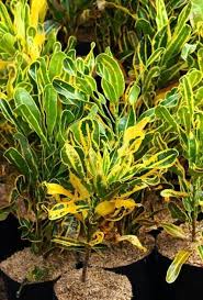14 Gambar Bunga Puring Dan Namanya Mengenal Jenis Jenis Tanaman Hias Puring Download Tanaman Herbal Manfaat Dan Khasiat Ta Tanaman Tanaman Hias Daun Bunga