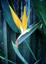 All plants in the genus strelitzia—birds of paradise and crane lilies—are toxic. The Birds Of Paradise Cats