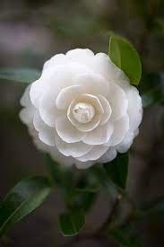 Pin On Garden Thoughts