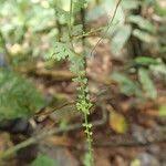 Image result for Asplenium sandersonii