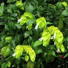 Image result for Justicia australis