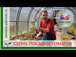 можно ли сажать помидоры по две штуки в лунку Shema Posadki Tomatov Youtube
