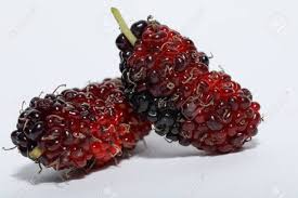 Image result for Morus indica