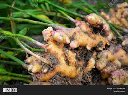Use them in commercial designs under lifetime, perpetual & worldwide rights. Fresh Ginger Plant Image Photo Free Trial Bigstock