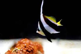 Black And White Heniochus The Heniochus Black White Butterflyfish Also Known As Longfin Black And White Stock Images Free Reef Tank