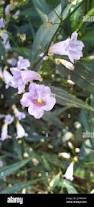 Image result for Strobilanthes anisophylla