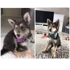 With gsd puppies for sale with akc, imported pedigree papers. 8 Weeks V 16 Weeks Our Blue Silver German Shepherd Germanshepherds