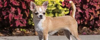 And when puppies open their eyes in the second week, they won't be able to see clearly. Chihuahua Dog Breed Profile Petfinder