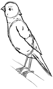 How To Draw A Canary With Step By Step Tutorial To Drawing Canaries How To Draw Step By Step Drawing Tutorials Drawings Drawing Tutorial Step By Step Drawing