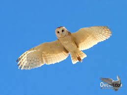 Whiskered Screech Owl Biology Owling Com