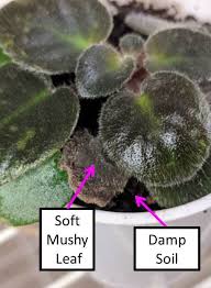 Your plant is pouting, and you don't know what you've done. Why Are My African Violet Leaves Soft Limp Or Mushy Baby Violets African Violets African Violets Plants Violet Plant