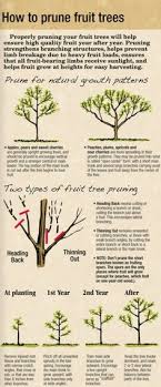 Benefits of pruning fruit trees. 71 Pruning Fruit Trees Ideas Pruning Fruit Trees Fruit Trees Tree Pruning