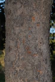 Image result for Erythrophleum africanum