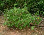 Image result for Abutilon englerianum