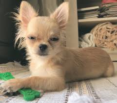 Chihuahua Dog Chiwawa Dog Information Chihuahua Dogs Chihuahua Puppy Funny Memes