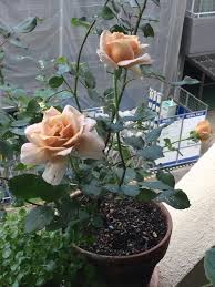 みんなの趣味の園芸