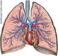 Anatomie Mensch Atemorgan Lunge Pulmo Lungen Mit Herz Und Gefasse Des Lungenkreislaufs Lungenkreislauf Menschlicher Korper Anatomie Anatomie Des Menschen