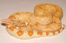 The Boa Basement Albino Sharp Pastel Dream Boas Cute Reptiles Snake Albino