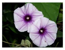 Image result for Ipomoea turbinata
