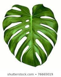 imagens fotos stock e vetores similares de grande folha verde da planta de monstera isolada em branco 766650 em 2020 pintura de planta arte planta folhas pintadas