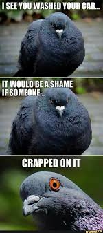 Pin By Linda Boone On Fun Animals Funny Animals Wtf Funny Animal Memes