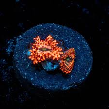 Image result for Acrotome hispida