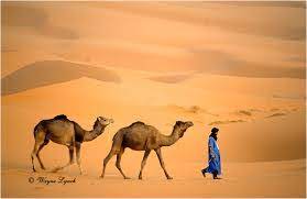 Camels are well known for their ability to survive the hot and dry conditions of the desert, but a study suggests they once thrived in colder climes. Camels Facts Living In The Desert