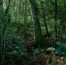 Image result for Coleotrype natalensis