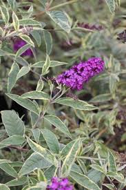 Image result for Buddleja davidii