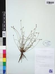 Image result for Abildgaardia