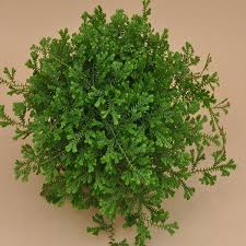 Image result for Selaginella kraussiana