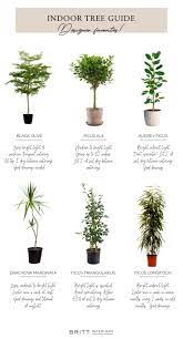 6 Indoor Trees For The Jaded Fiddle Leaf Fig Owner The Vintage Rug Shop Indoor Tree Plants Indoor Tree Plants