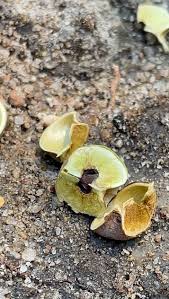 Image result for Spirostachys africana