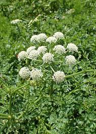 Image result for Oenanthe