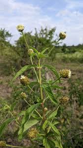 Image result for Lippia javanica