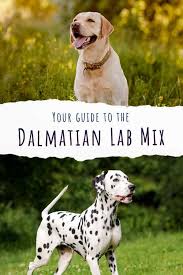 You can either walk the dog twice a day or take it for a long walk in the morning or evening. Dalmatian Lab Mix Discover The Energetic Dalmador Dog