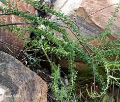 Image result for Jamesbrittenia burkeana