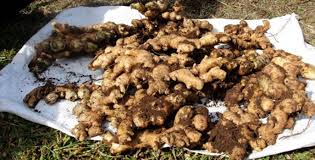 Bisa jadi dua jenis bunga berbeda memiliki nama yang sama di wilayah yang berbeda. Cara Menanam Jahe Emprit Dalam Polybag Kampustani Com