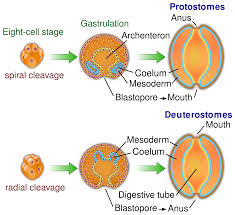 Image result for Meiosperma debile