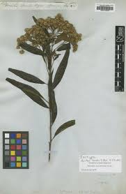 Image result for Vernonia karaguensis