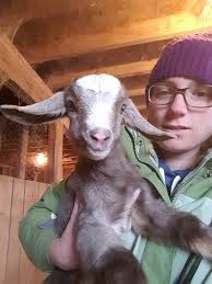 Pedigree doe for sale in brunswick