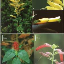 Image result for Dicliptera carvalhoi