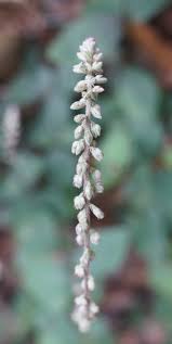 Image result for Cyathula orthacantha