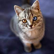 Always Wanted A Cat With Different Eye Colors Beautiful Cats Unique Cats Animals