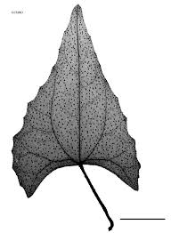 Image result for Zehneria parvifolia